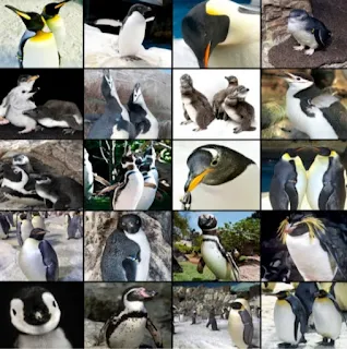 manual-cuidados-pinguinos-pinguins-baixar-descarregar-download-pdf