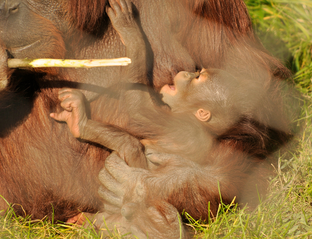 cute pictures of orangutans