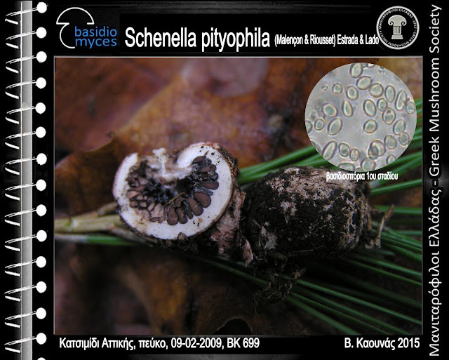 Schenella pityophila (Malençon & Riousset) Estrada & Lado