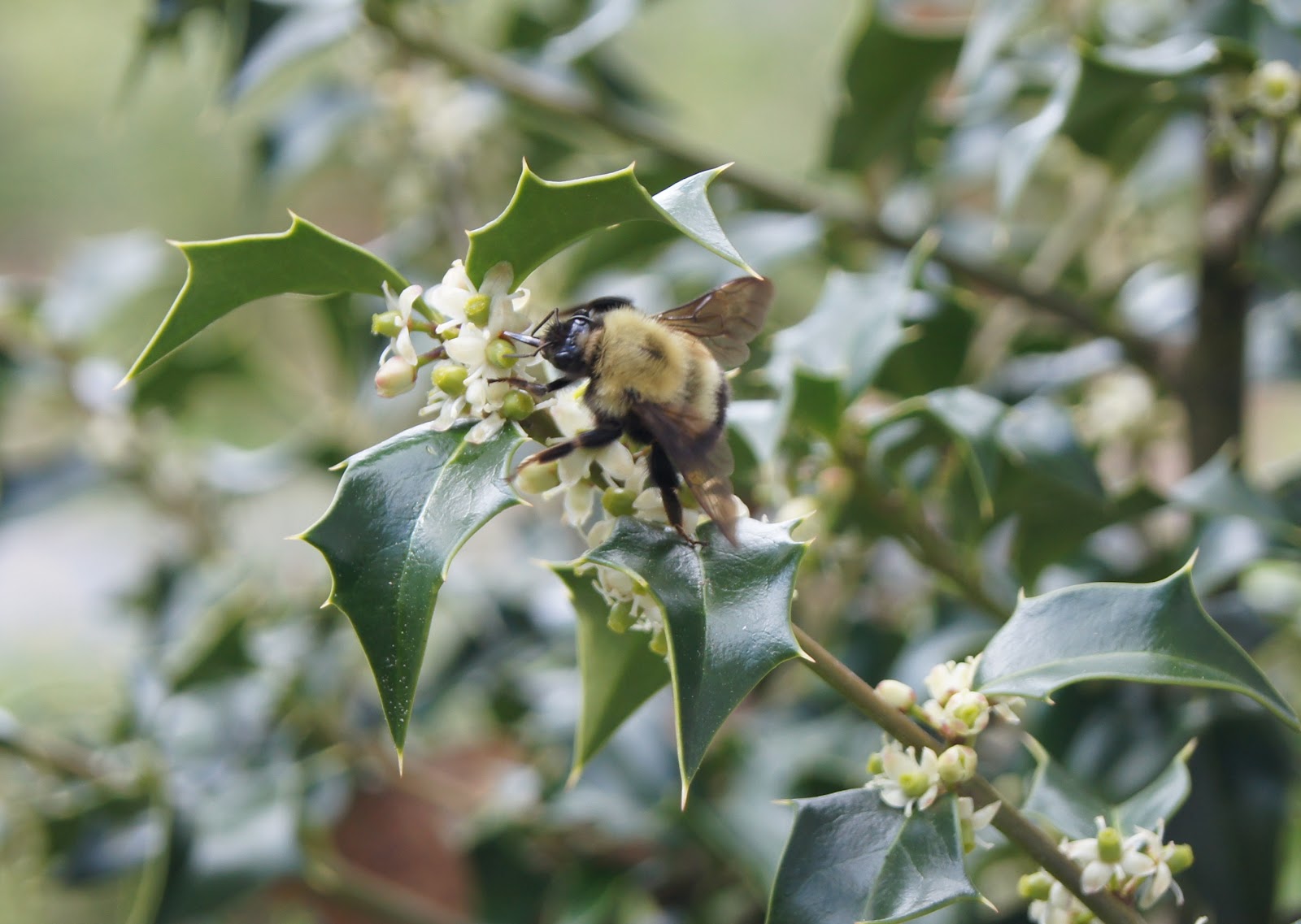 Things with Wings Pollinators