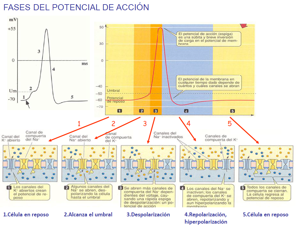Así actúa el potencial de acción