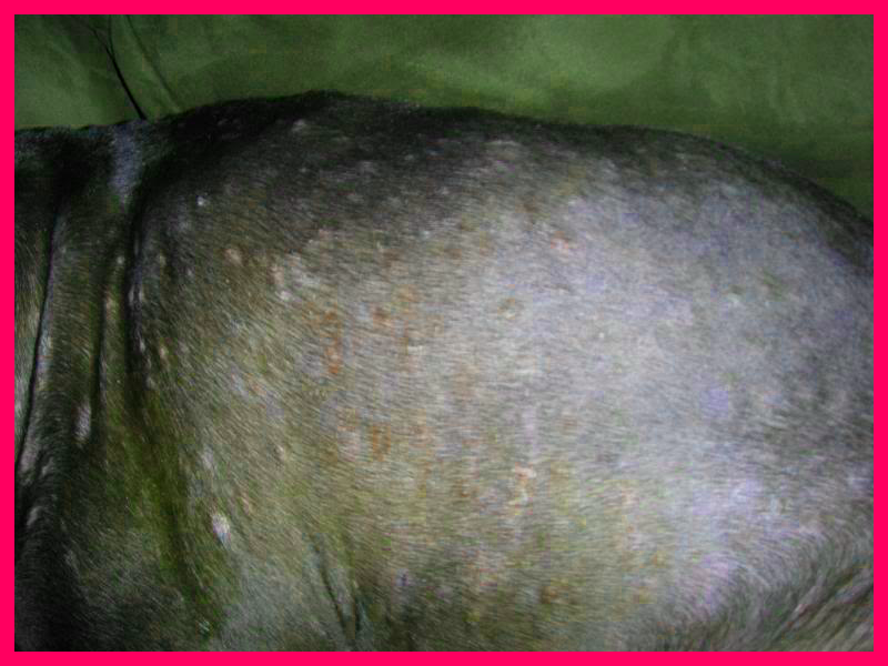 puppy problems paw problems for breeds picture puppy problems paw problems for breeds picture