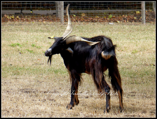 Chèvre goat château de Versailles