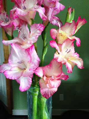 gladiolus