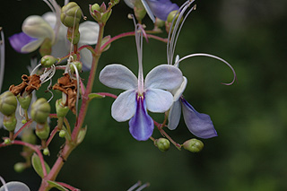 ブルーエルフィン