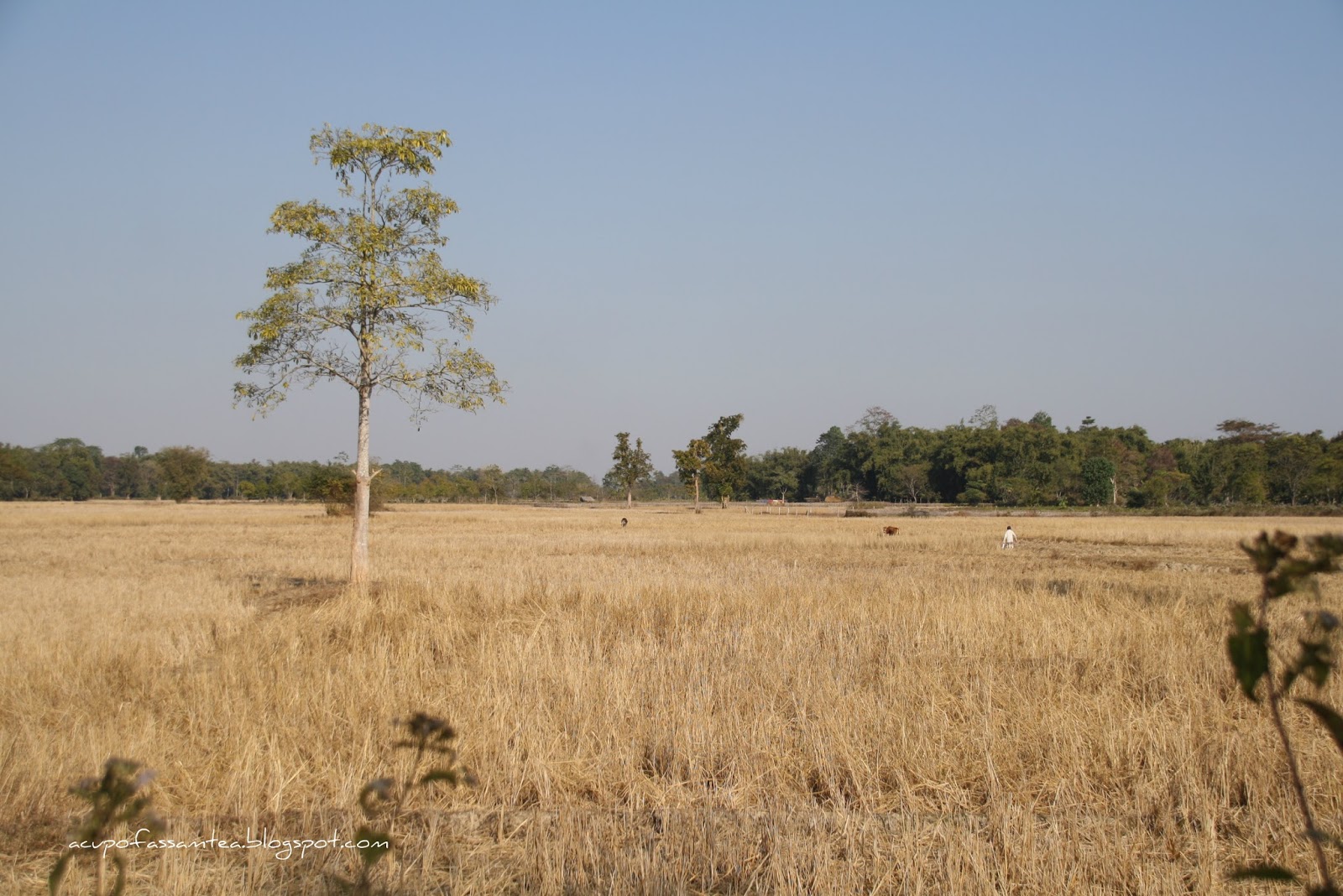Glimpse of Assamese village scene