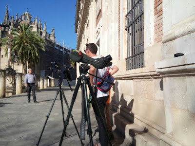 Observación de aves Cernícalos Primilla Catedral de Sevilla, 6 de Junio 2017. Grupo local SEO-Sevilla.