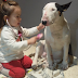 This Cute Little Doctor And Her Patient Patient Will Melt Your Heart