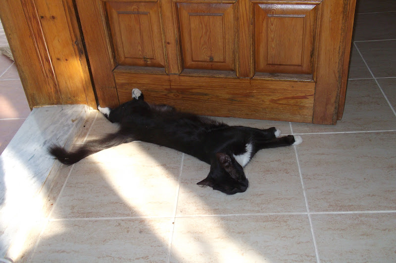 KAVAKTAN TABUT Öyle mi Yatsam, Böyle mi Yatsam, Şöyle mi Yatsam?