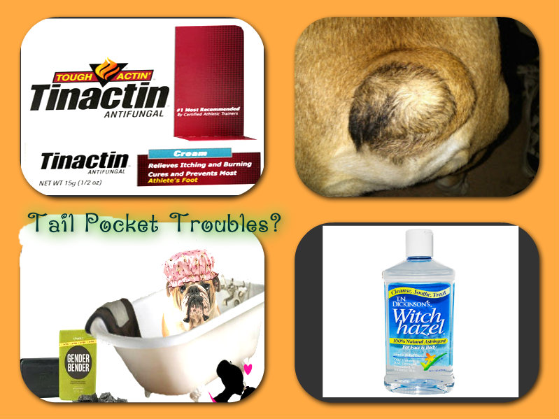 I love My Dog; Natural Pet Health,: CORKSCREW TAIL : Tail ...