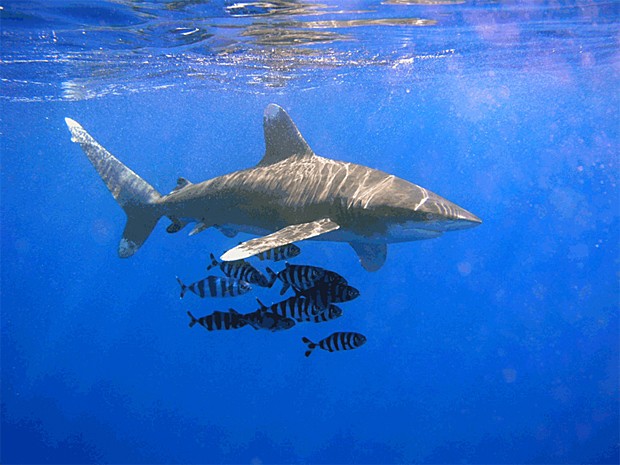 titicaca shark penis Final fantisy sex