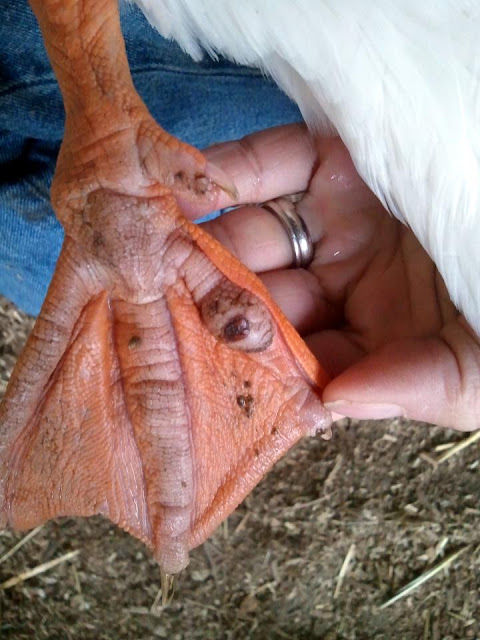 Treating Bumblefoot Naturally in Chickens and Ducks - Fresh Eggs Daily® with Lisa Steele