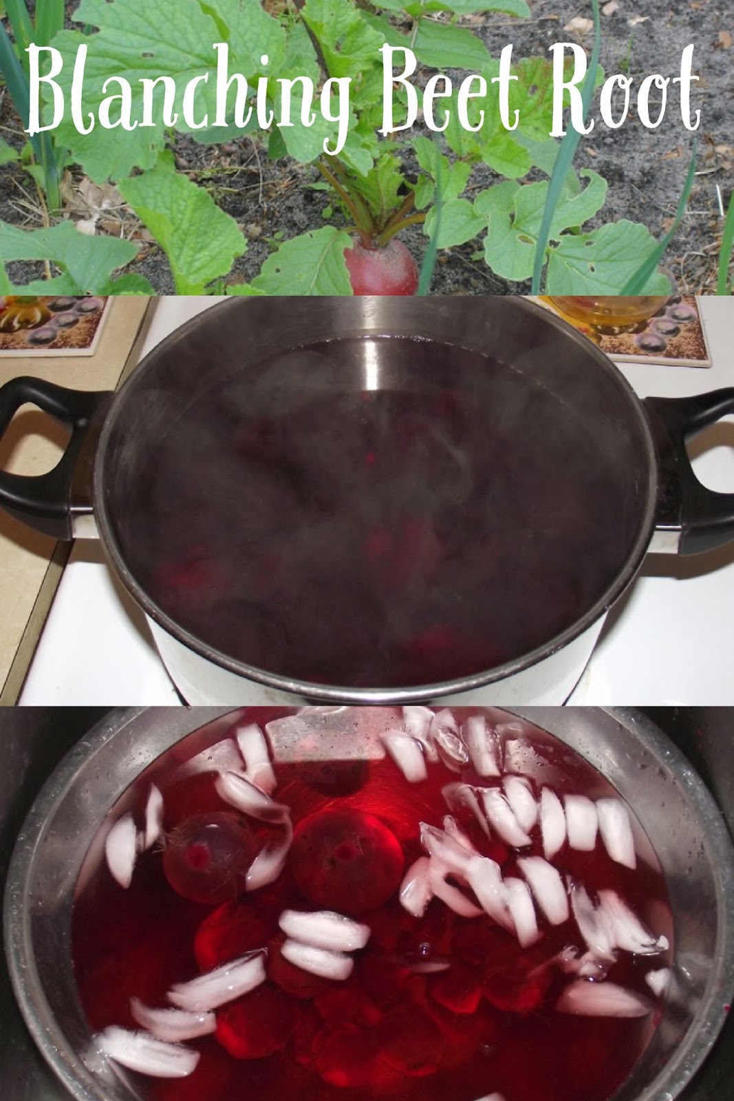 Blanching Beets and Top Greens for Freezing