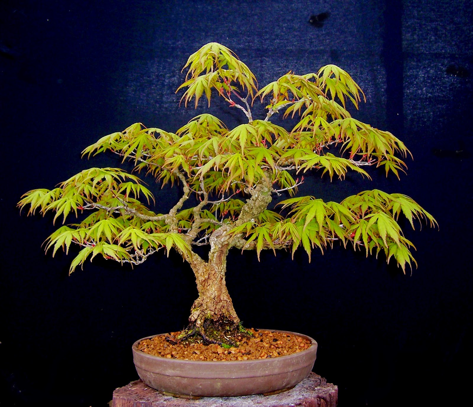MiKo Bonsai Cork Bark Maple Progression