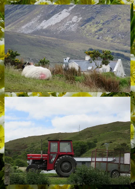 Cycling the Great Western Greenway - County Mayo, Ireland - Tractor and Sheep