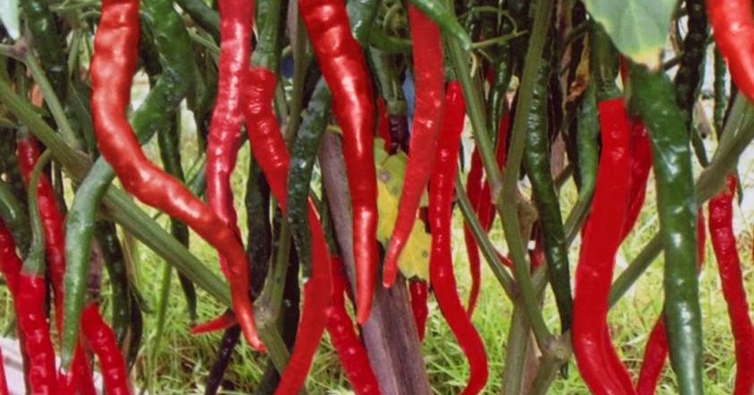 budidaya cabe merah musim kemarau