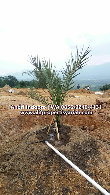 TANAH-KAVLING-DIJUAL-MURAH-DI-BOGOR,-KAMPUNG-KURMA-TANJUNGSARI-BISA-KPR-SYARIAH-12 TANAH-KAVLING-DIJUAL-MURAH-DI-BOGOR,-KAMPUNG-KURMA-TANJUNGSARI-BISA-KPR-SYARIAH-12