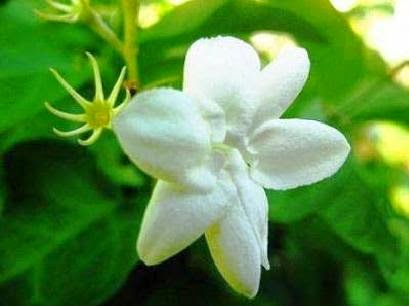  Bunga ini adalah salah satu bunga hias yang populer Tanaman Hias Bunga Melati 