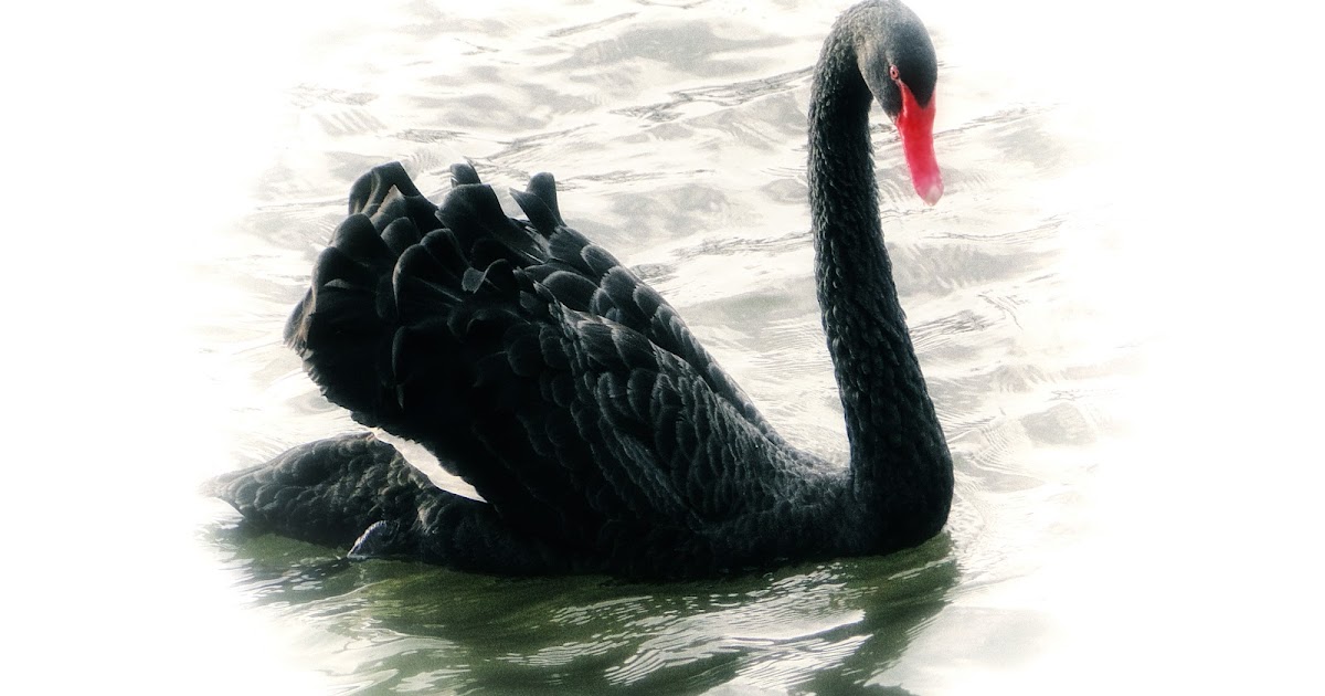 черный лебедь ресурсы. черный лебедь птица. черный лебедь картина. черный лебедь в полете. сет черный лебедь.