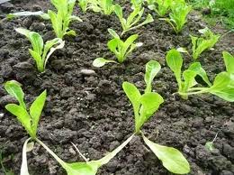 Lettuce seedlings growing in the ground