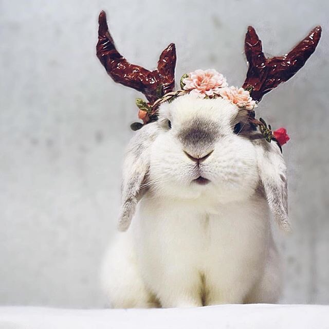 Bunny Antlers Content in a Cottage