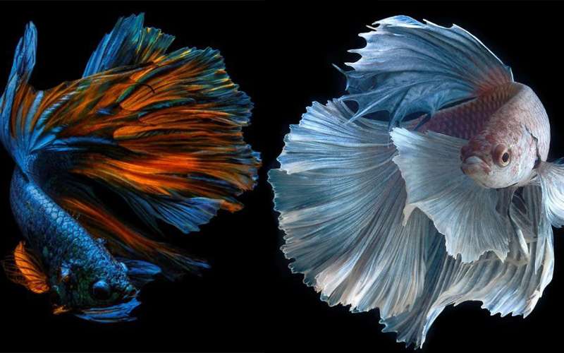 Komunitas Penyuluh Perikanan Pencegahan Dan Pengendalian Hama Dan Penyakit Pada Ikan Cupang