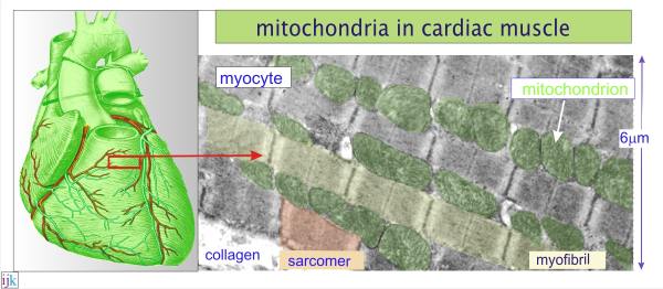 Cardiac muscle tissue characteristics image