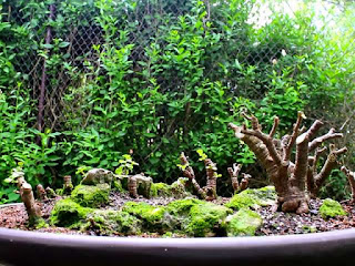 cara-memperoleh-bakalan-bonsai.jpg