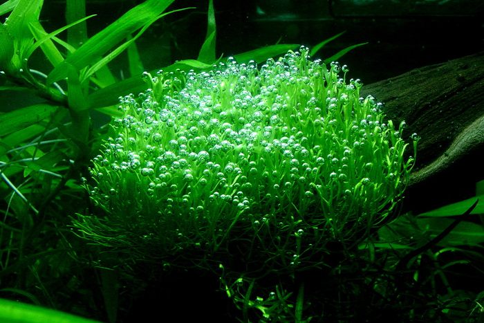 Аквариумная осока водоросль. Как аквариумные растения выделяют кислород. Водоросли пузырьки. Растения и кислород. Макрофотографии аквариумных растений.