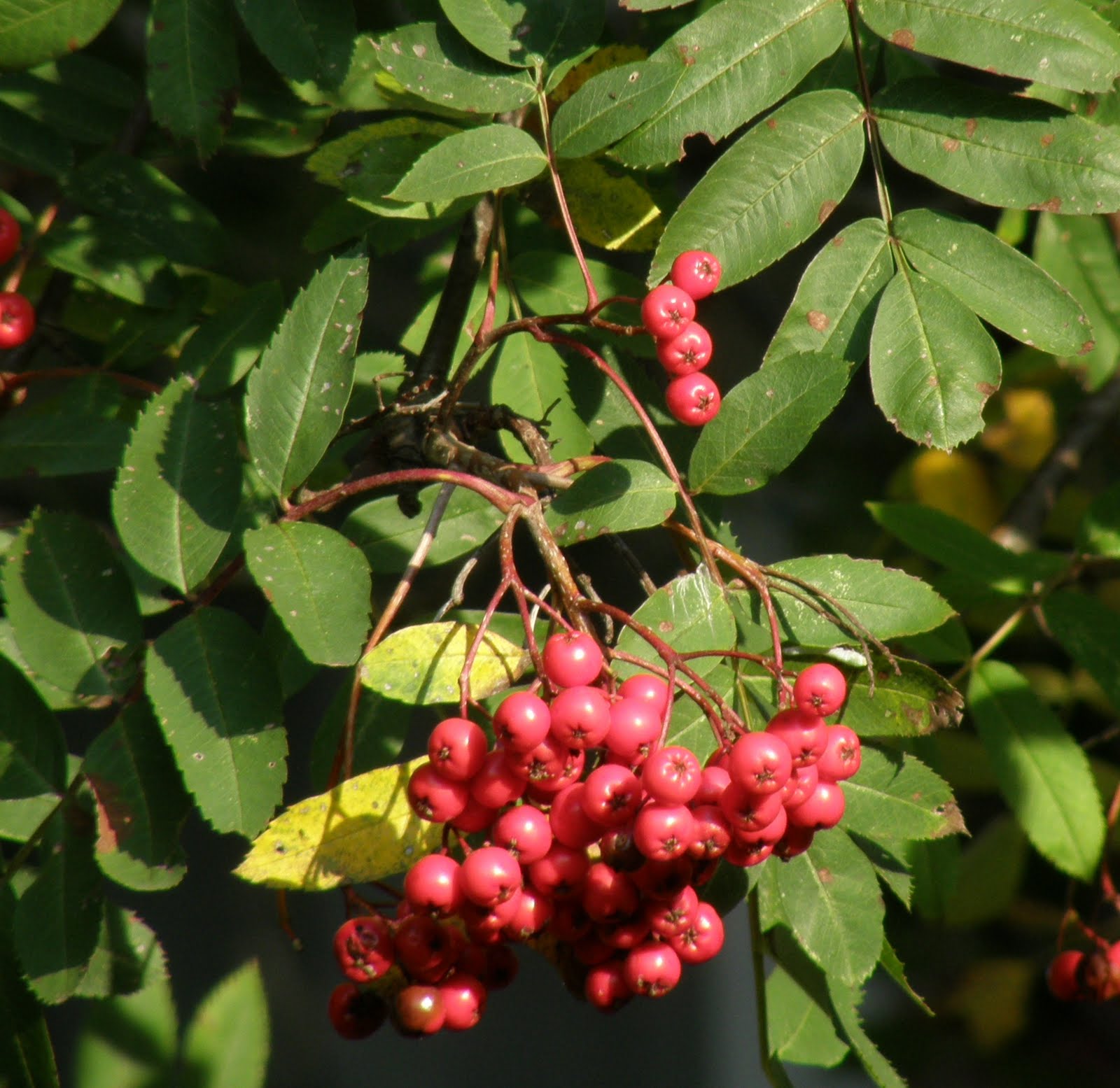 Photography 365 Day 277 The berries of the mountain ash