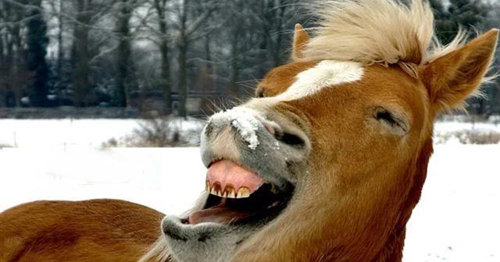 Лошадь ржет звук. Лошадь дурачится. Конь ржет. Лошадиная улыбка фото приколы. Ржущий конь на желтом фоне.