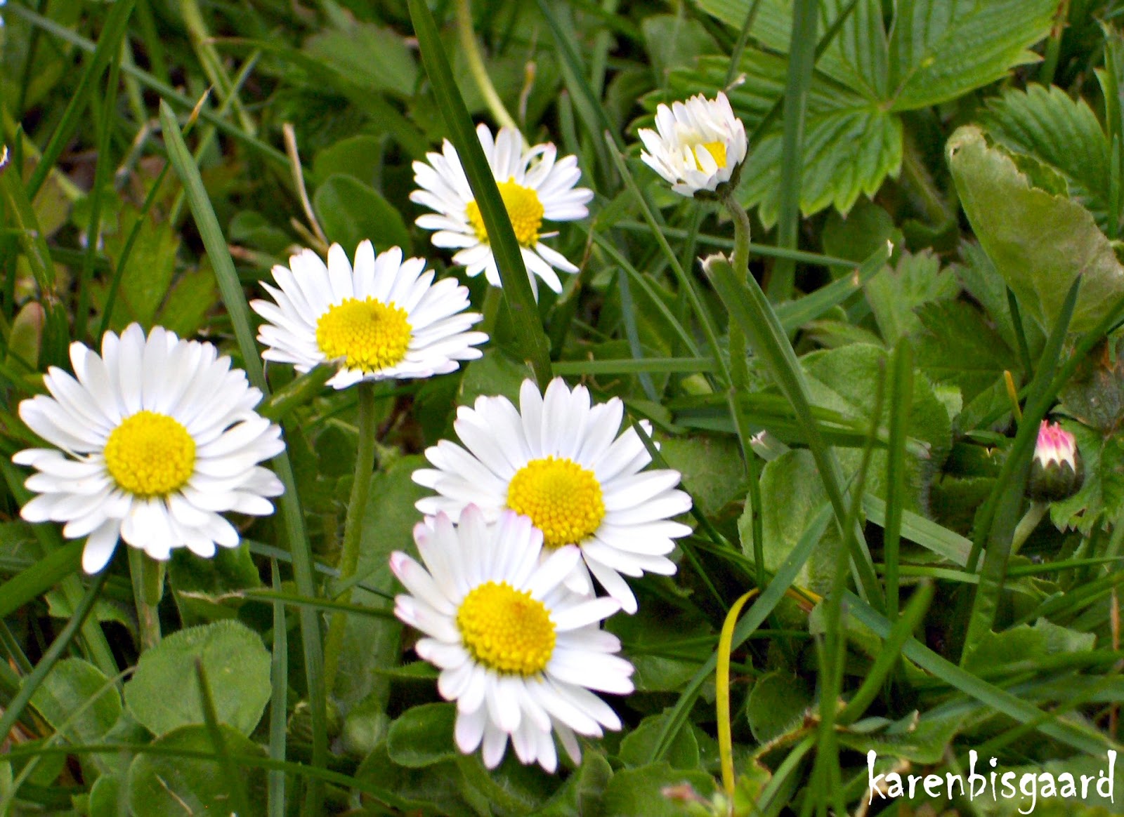 Karen`s Nature Photography Small Daisy Flowers in Lawn.
