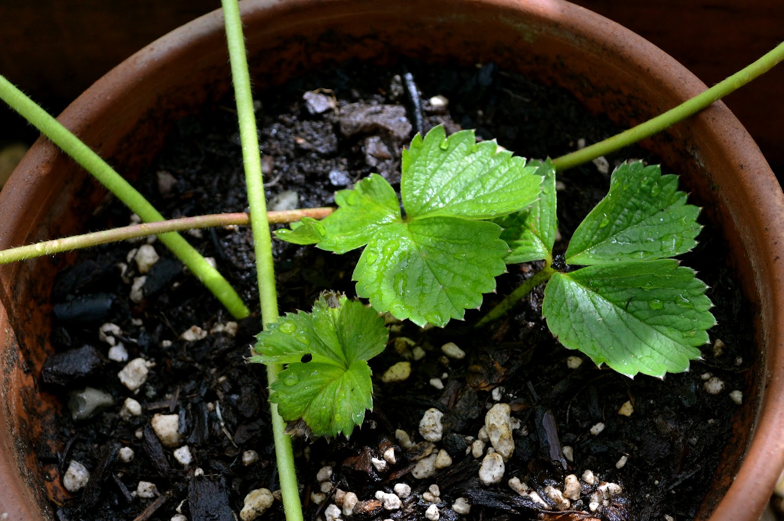 Sprout Potting Up Strawberries