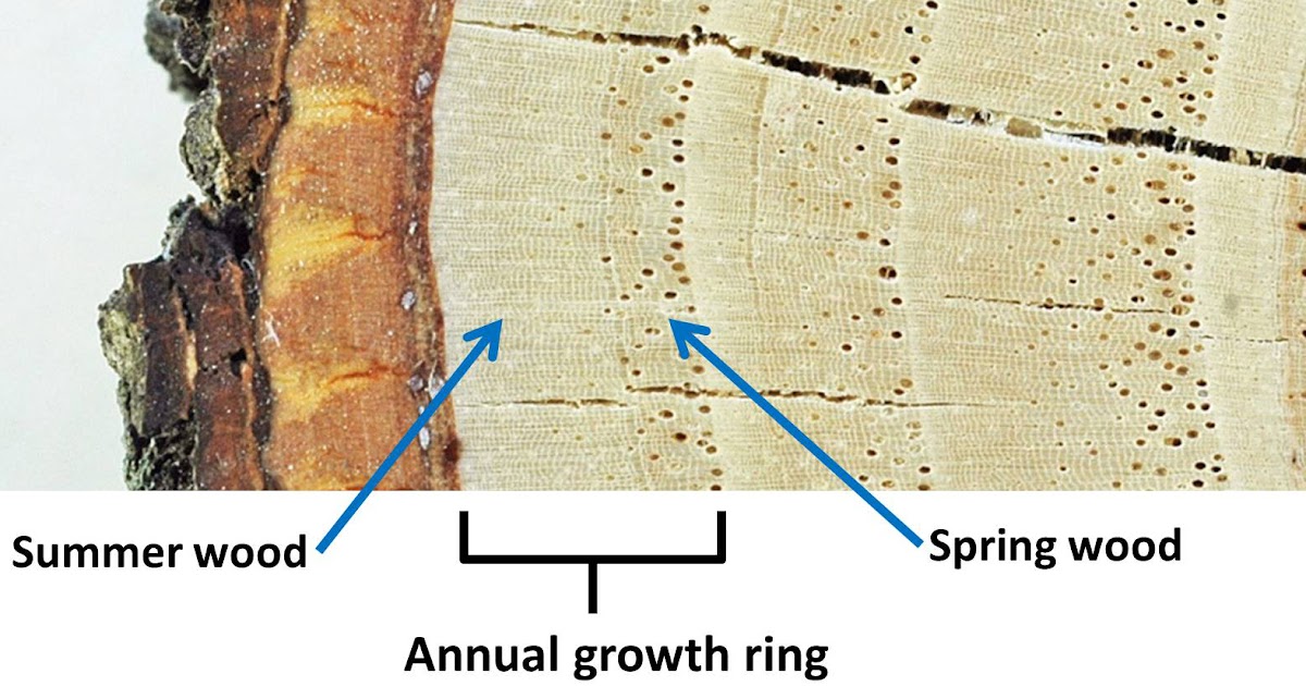 Northern Pecans Counting pecan wood rings
