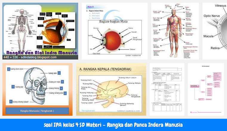 Mengenal Panca Indera: Latihan Soal IPA Kelas 4 untuk Memahami Dunia Sekitar