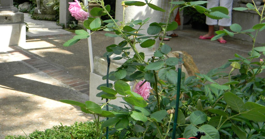 Country Dreaming What Does Your Favorite Flower Say About You?