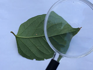 The Helpful Art Teacher: Drawing magnified leaves: Finding the details