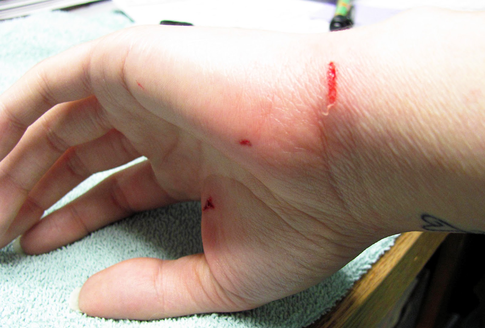 Grooming Your Furry Friend Why Does It Cost So Much To Have My Dog