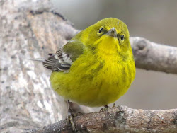 warblers texas yellow winter se rumped five birding wildlife watching feeders come yards often visit