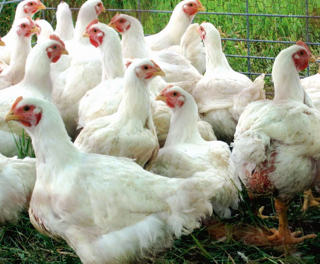 broiler chicken business plan in zambia