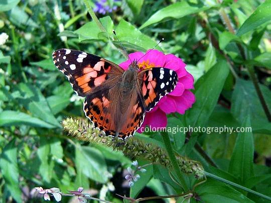 Butterfly on a pink zinnia