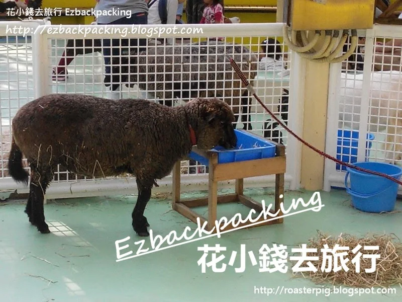 江戶川區自然動物園自由區小羊