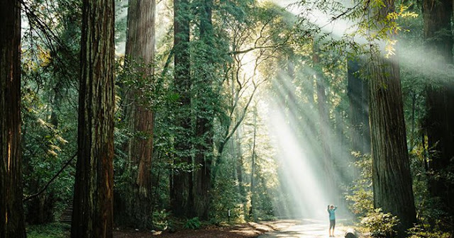 huge-trees.jpeg