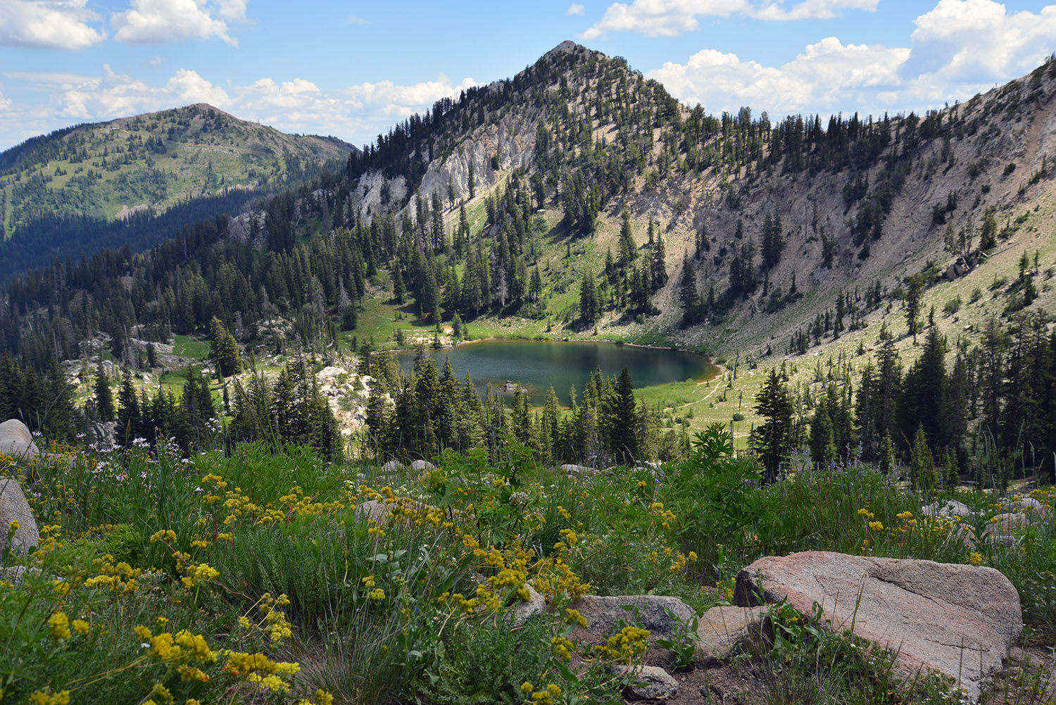 A school of fish Wildflowers of Lake Catherine trail, Little