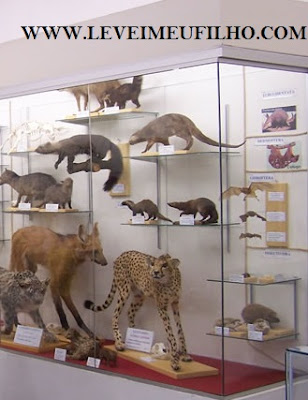 MUSEU DE HISTÓRIA NATURAL DE TAUBATÉ – TAUBATÉ -SP LEVEI MEU FILHO