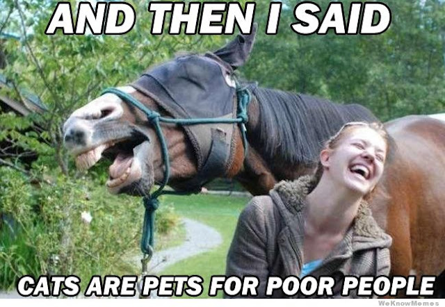 Kuvahaun tulos haulle non horse people meme