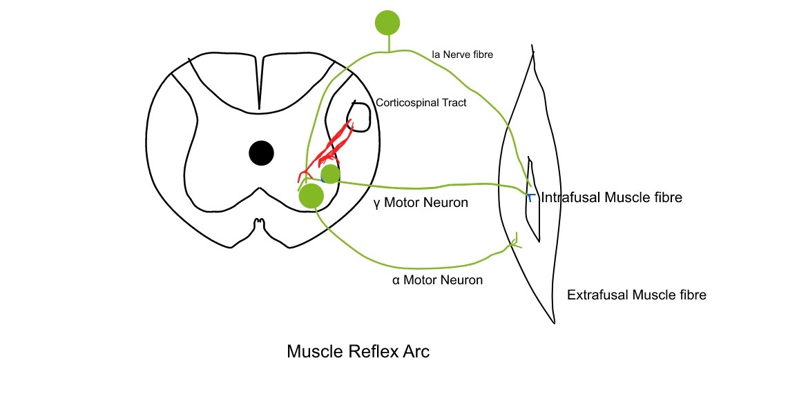 My notes Its How I graduated Medical School. Difference between UMN