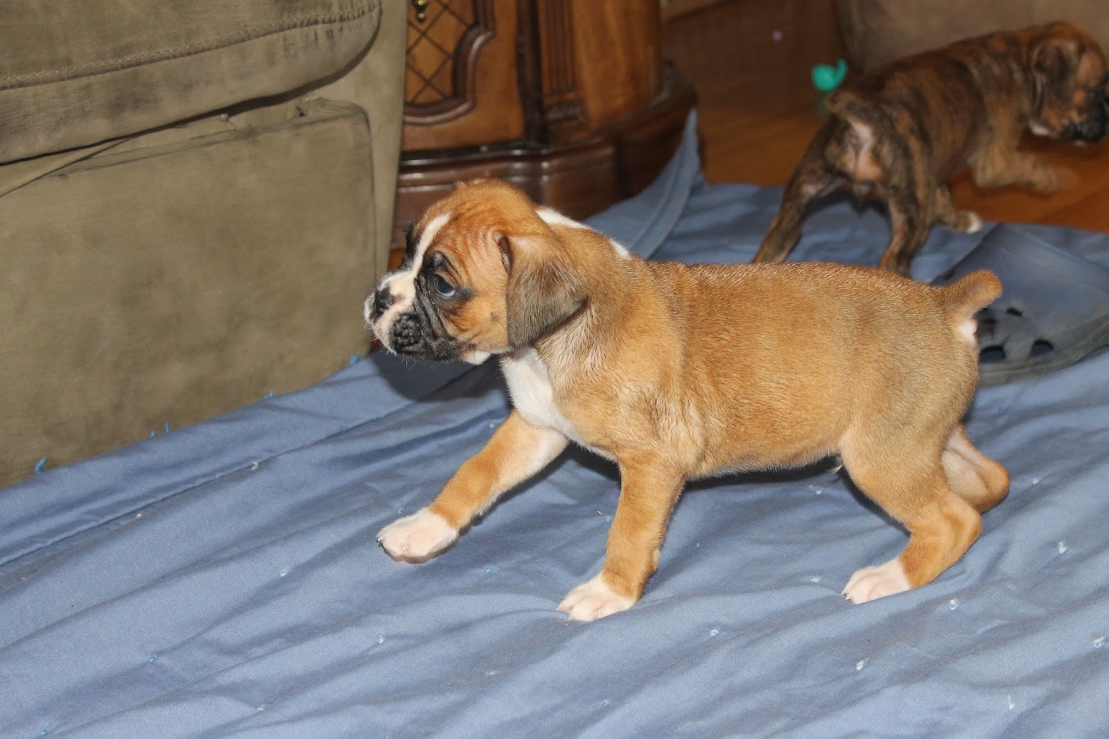 Bailey's Boxer Pups 6 weeks