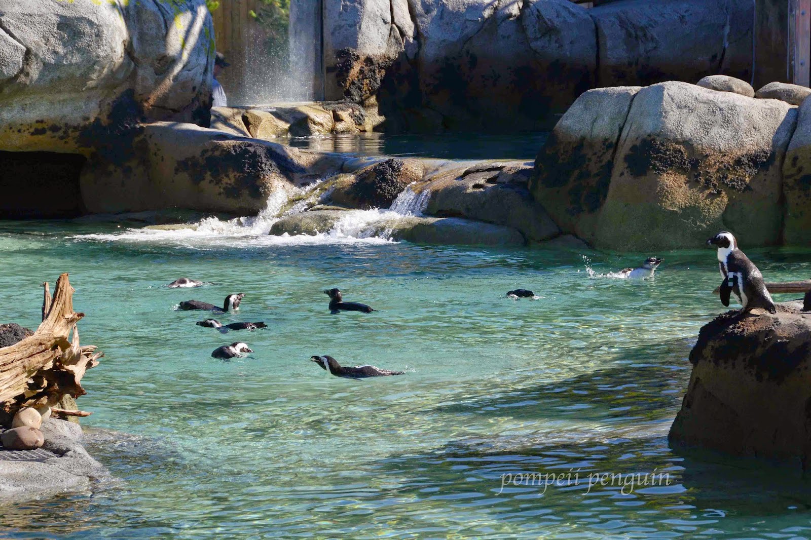 Pompeii Penguin- Attempting to Fly: New Penguin Exhibit at the