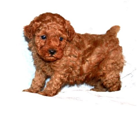 poodles